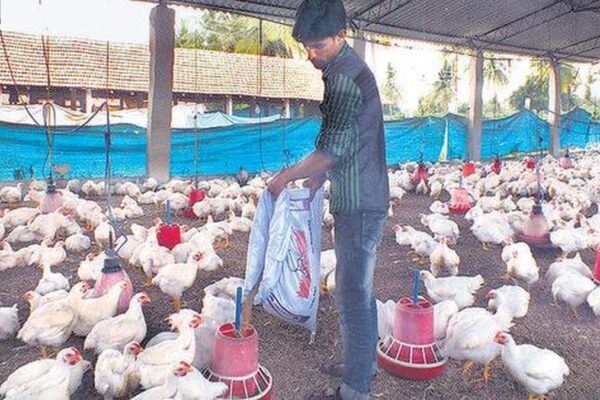 A farmer feeding the chicken